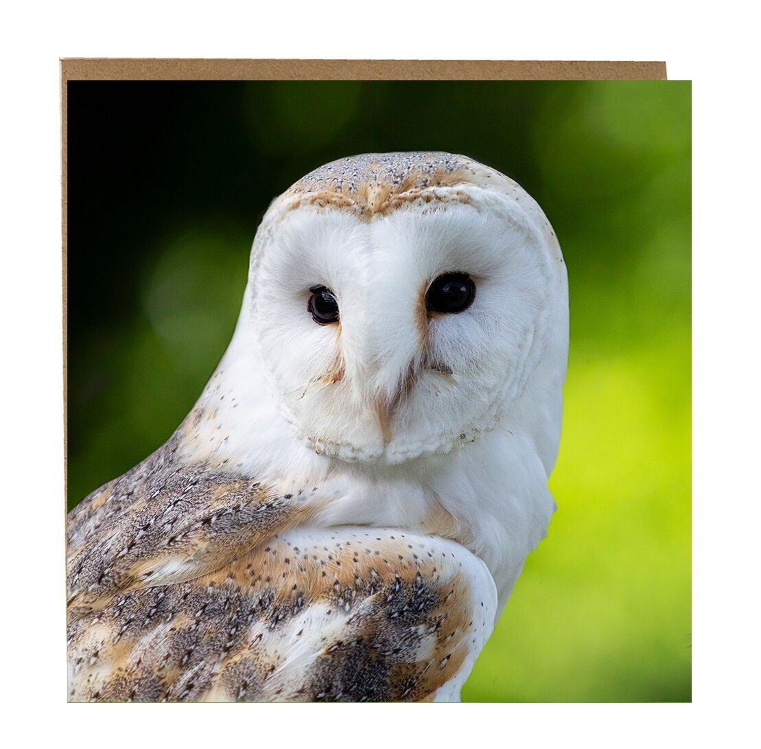 Carte de vœux Chouette Brn - carte de vœux quotidienne