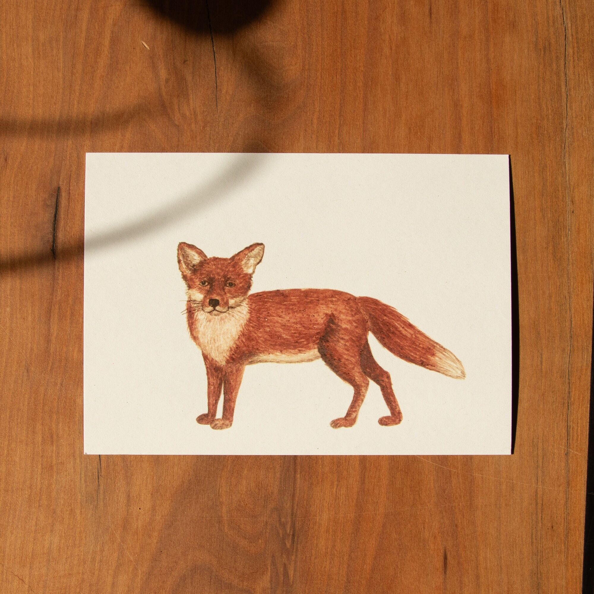 Animali da cartolina - Volpe