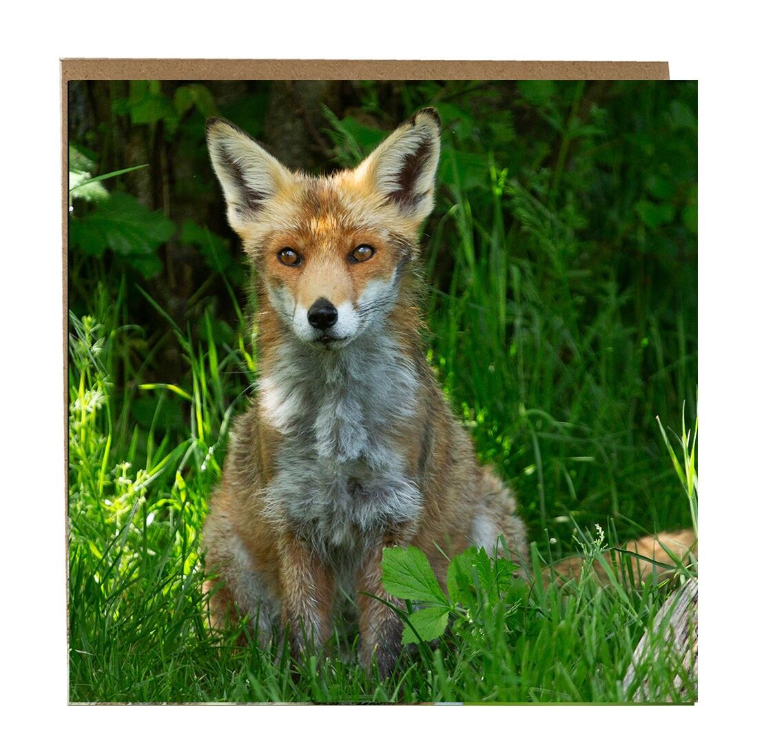 Biglietto di auguri con volpe - biglietto di auguri con volpe sul davanti