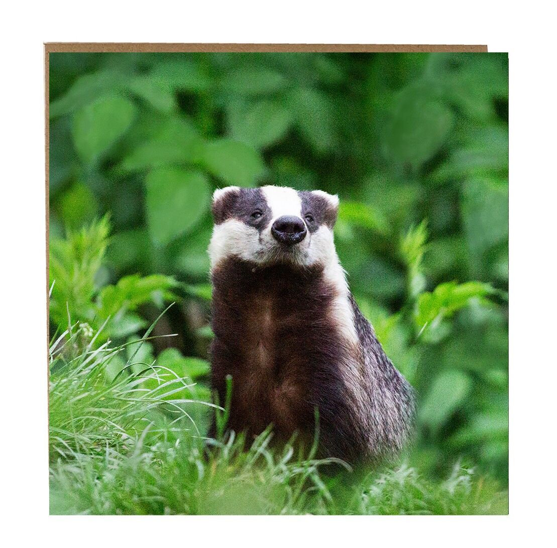 Tejón Tarjetas de felicitación