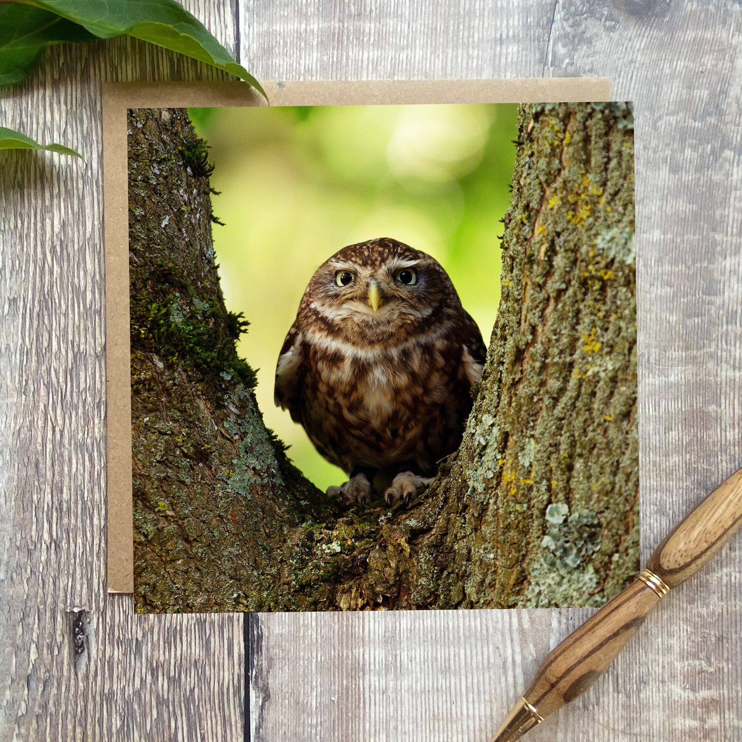 Biglietto di auguri gufo minuscolo - biglietto di auguri gufo