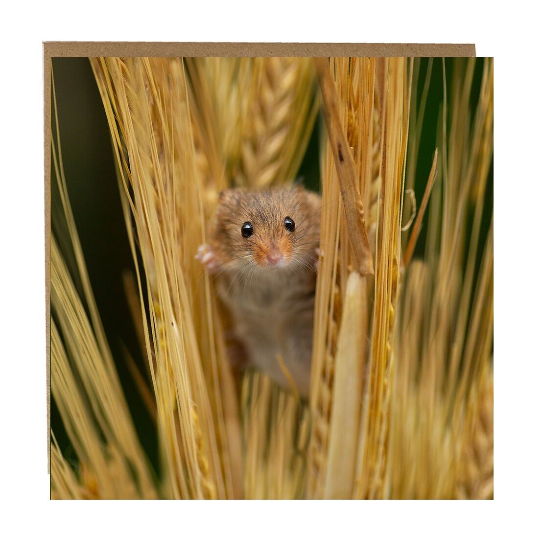 Biglietto di auguri Harvest Mouse - simpatico biglietto di auguri Harvest Mouse nel mais