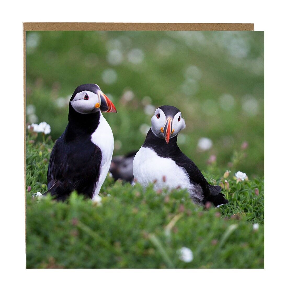 PUFFIN-GRUSS-KARTE