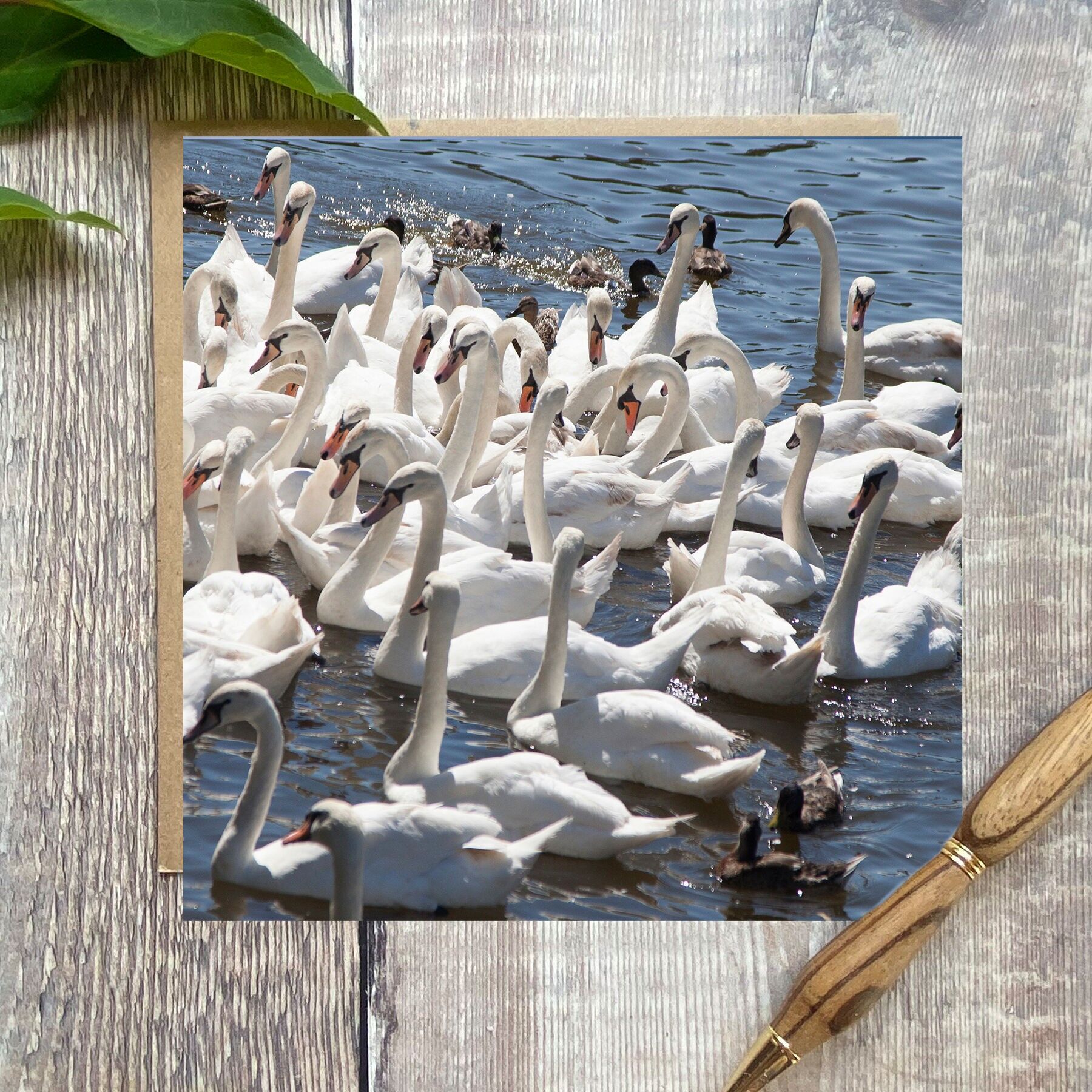 Swans greeting card - greeting card with swans on