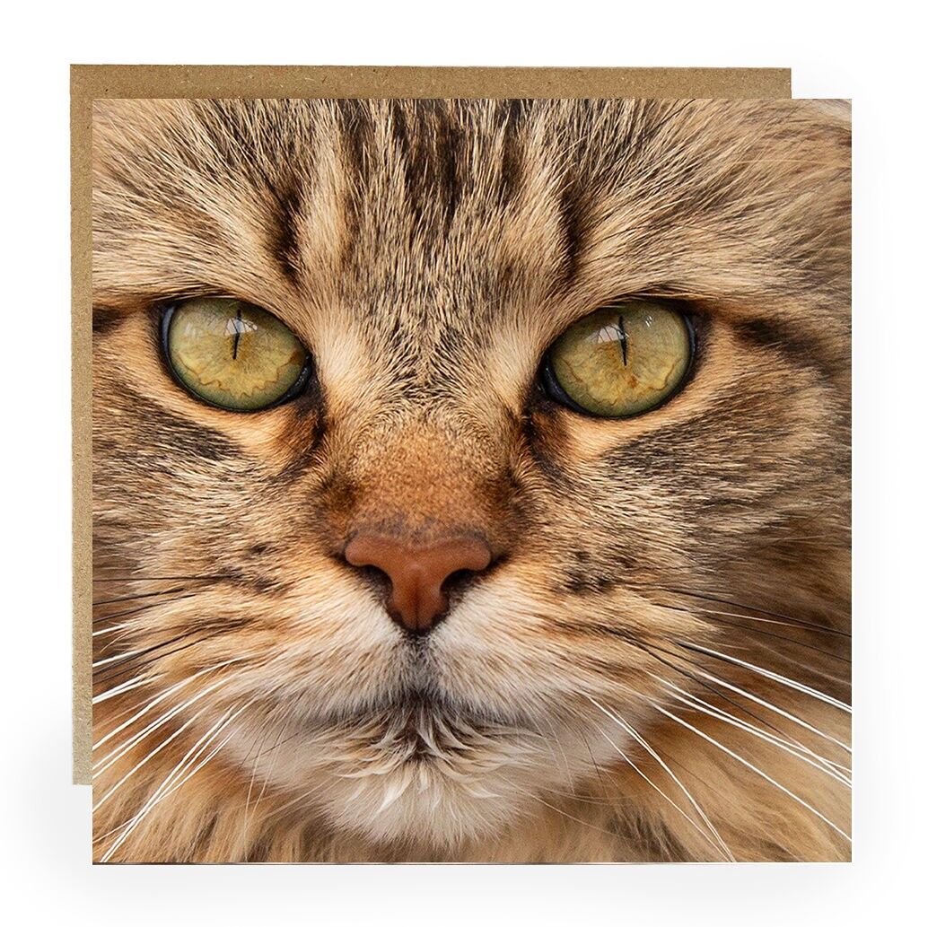 Cat greeting card - cats face greeting card