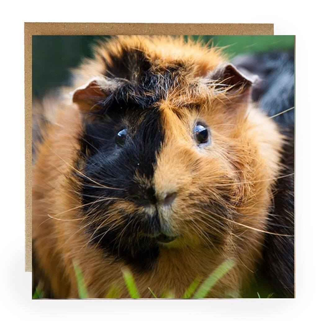 Guinea Pig greeting card