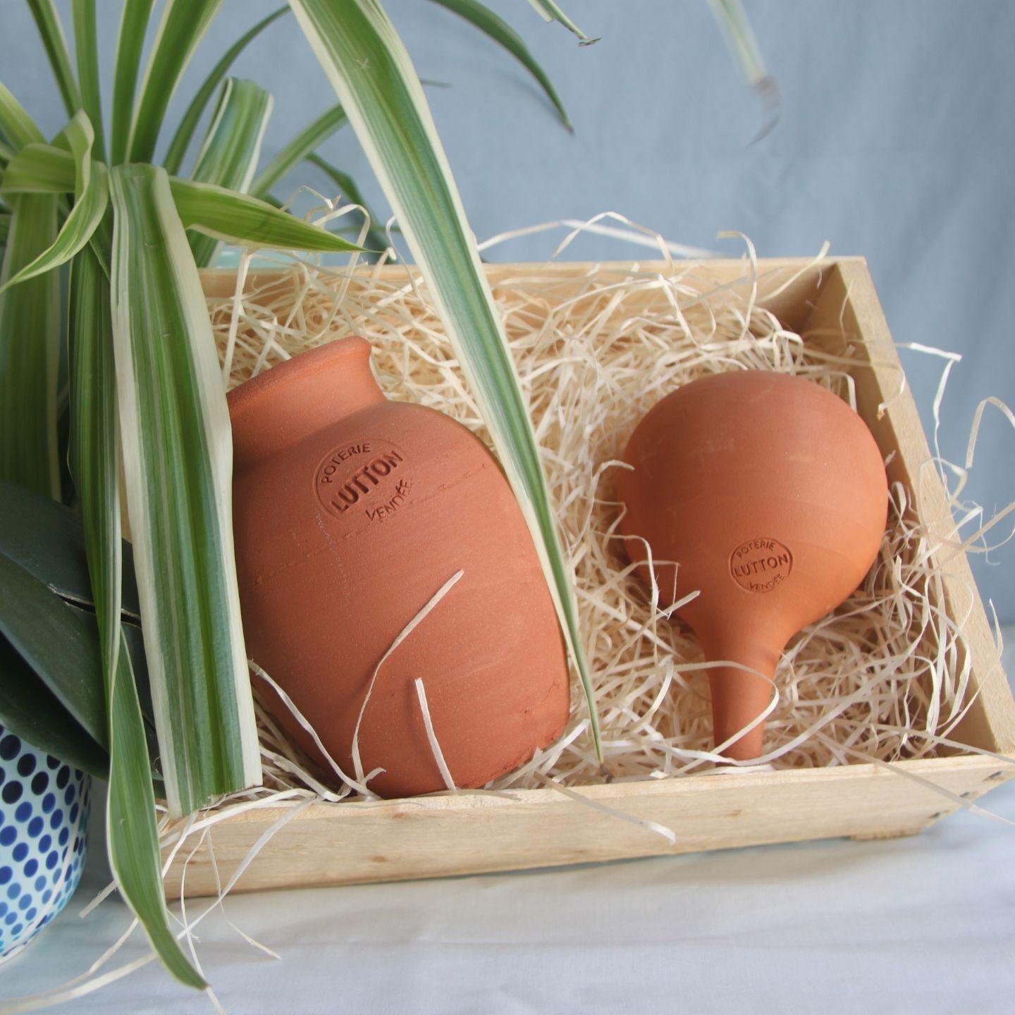 Ollas Box: il regalo ideale per gli amanti delle piante