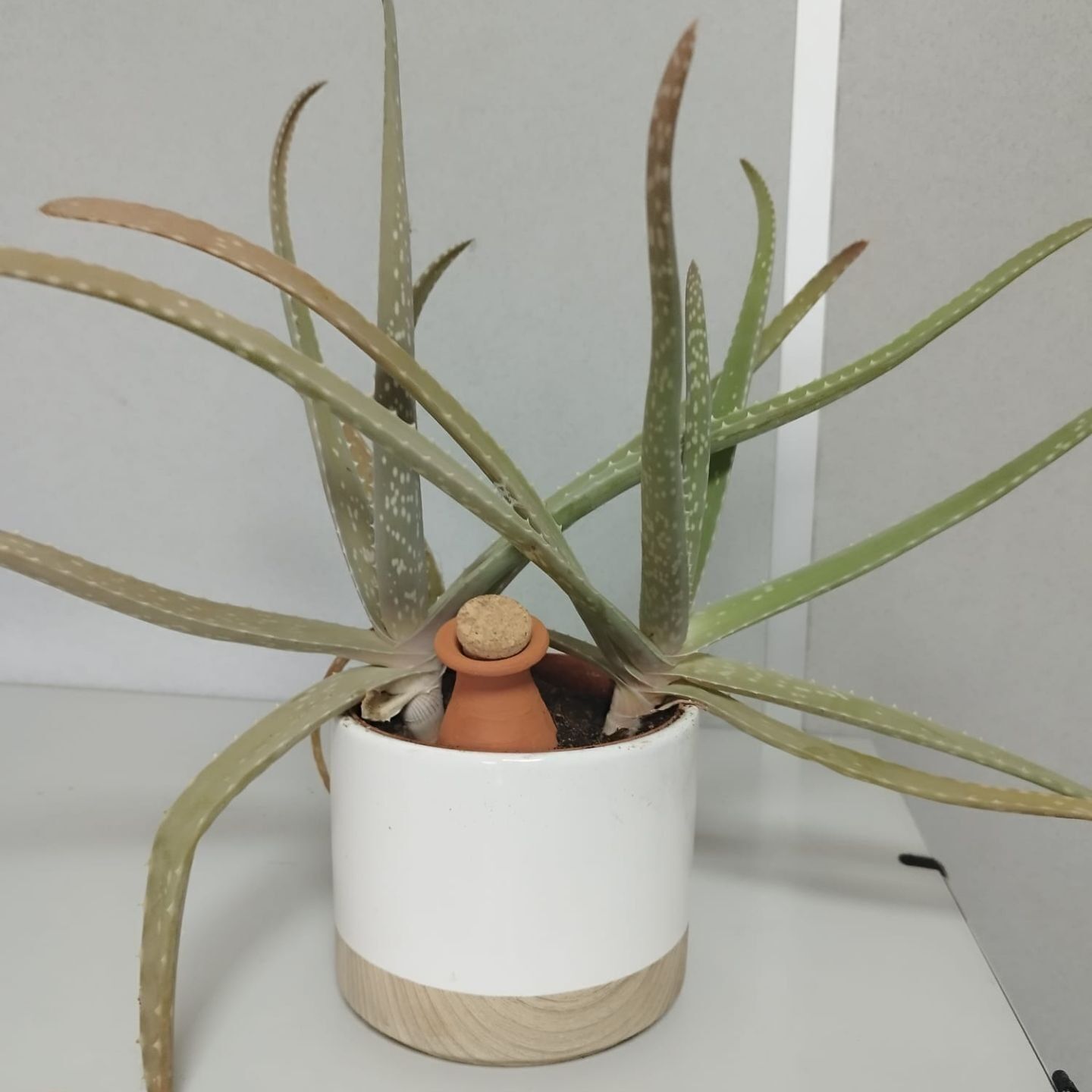 Extra Mini Plant and Bury Ollas – Confezione da 20, ideale per la rivendita