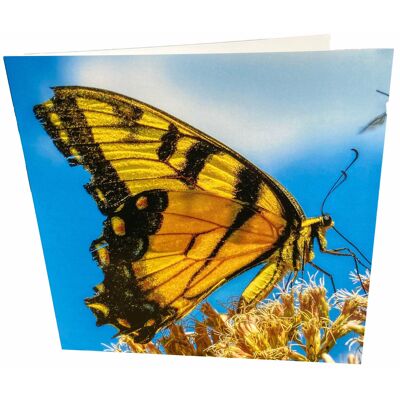 Butterfly Card