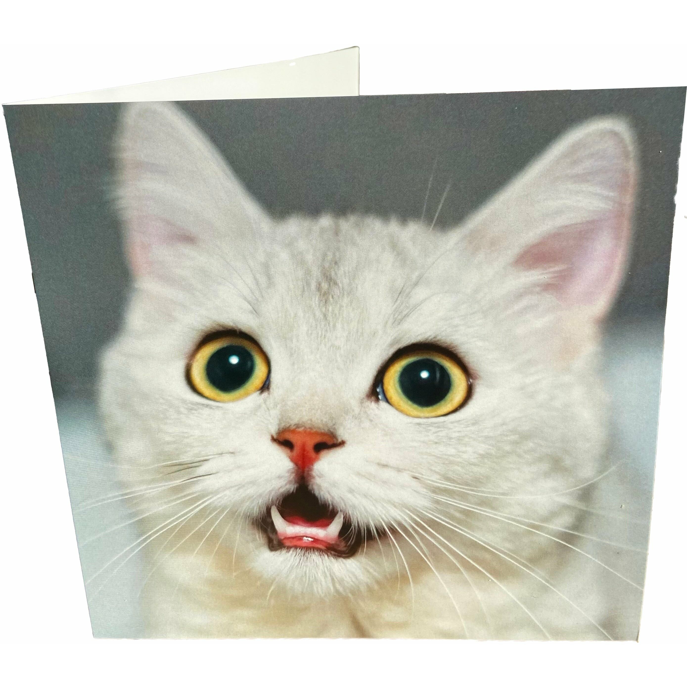 Carta del gatto che chiede l'elemosina