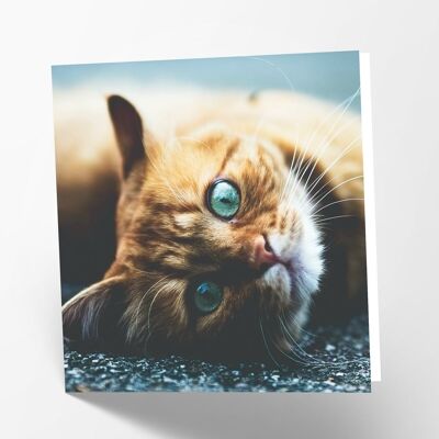 Biglietto Gatto Rosso