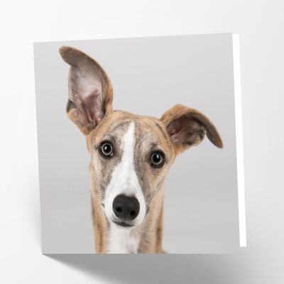 Greyhound Card