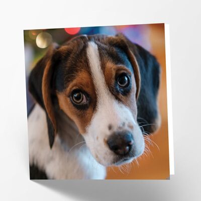 Carte Beagle