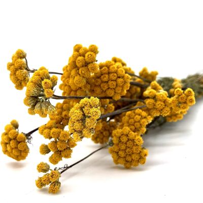 Fiori secchi di Lona in giallo sole (mazzo)