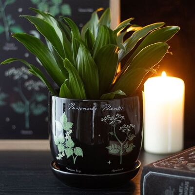 Plantas venenosas en maceta