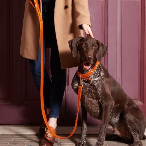 Petsochic dog leash - Tangerine Orange - L