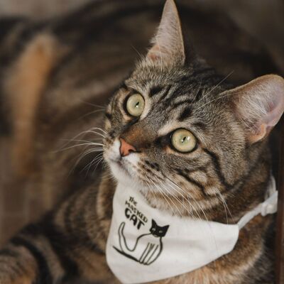 Petsochic cat collar - The Masked Cat