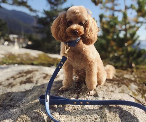 Petsochic dog leash - Royal Blue - L