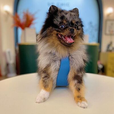 Petsochic dog harness blue - Y - Blue XXL