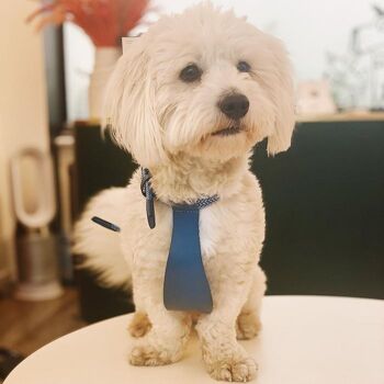 Petsochic dog harness blue - Y - Blue XXL 2