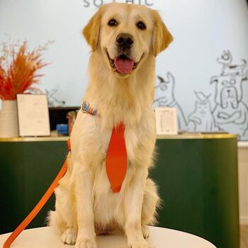 Petsochic dog harness blue - Y - Orange XXL 1