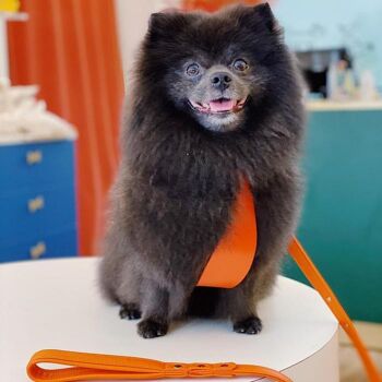Petsochic dog harness blue - Y - Orange XXL 2