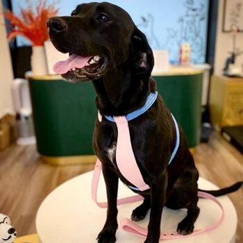 Petsochic dog harness blue - Y - Pink XXL 2
