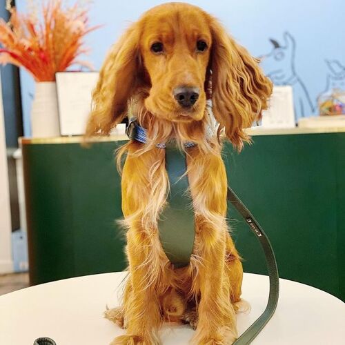 Petsochic dog harness blue - Y - Green XXL