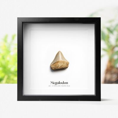 Dente di Megalodonte giovane, fossile autentico, decorazione da parete per la casa