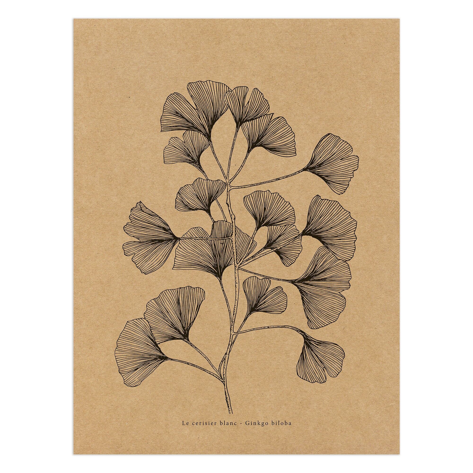 Manifesto Kraft "Ginkgo"