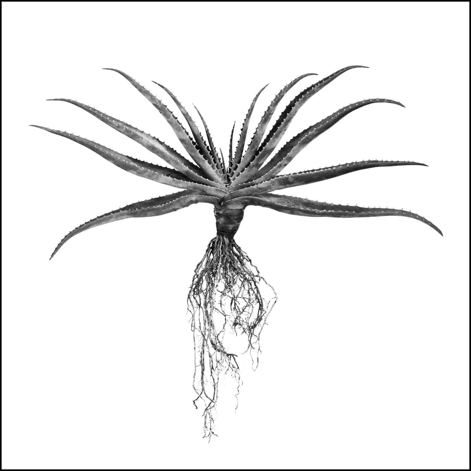 David Ballam - Aloe 02