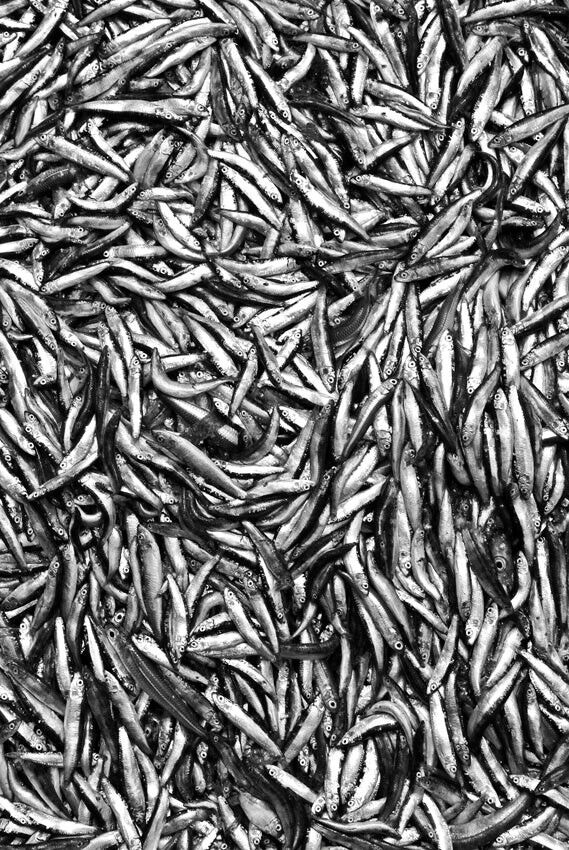 David Ballam - Ilha 81