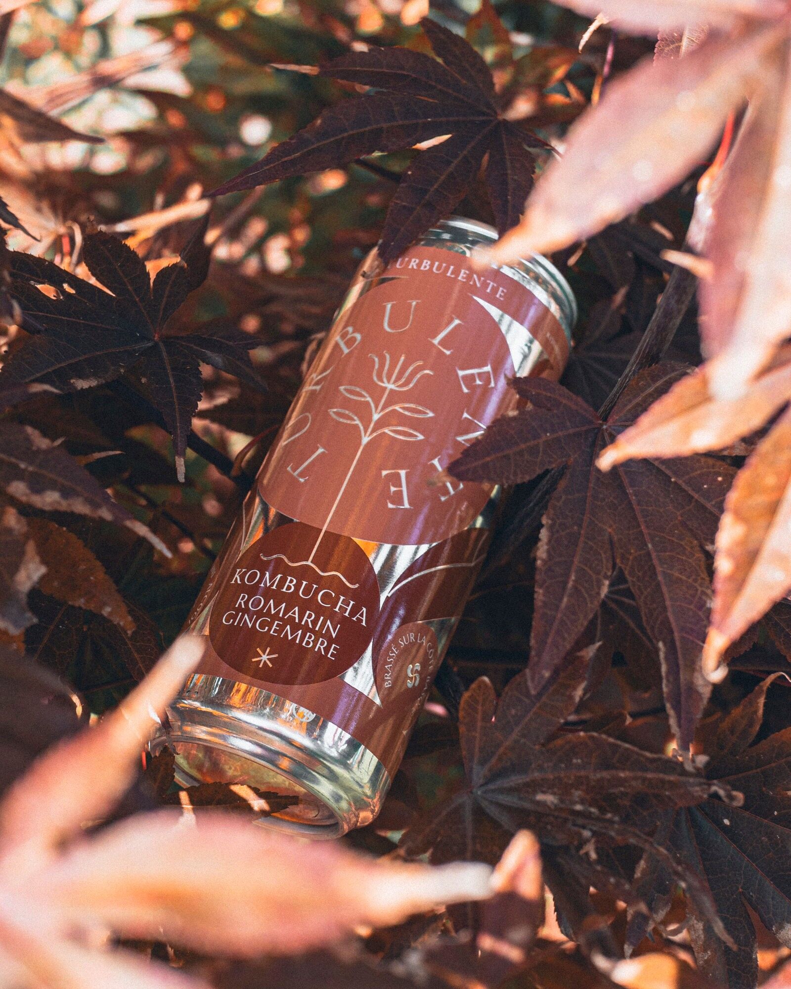 Rosmarin-Ingwer-Kombucha / Bio, pasteurisiert / 33-cl-Dose