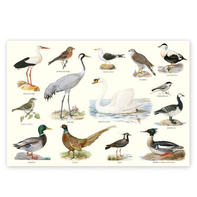 Set de table Oiseau