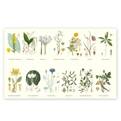 Set de table Flora