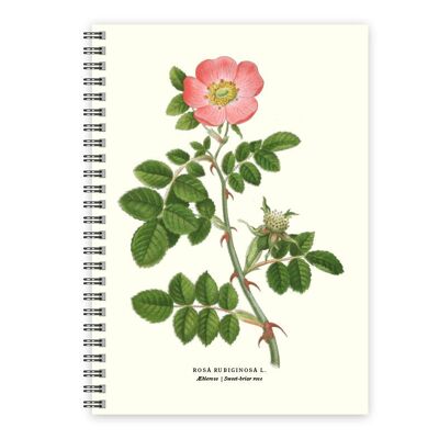 Carnet Apple Rose A5