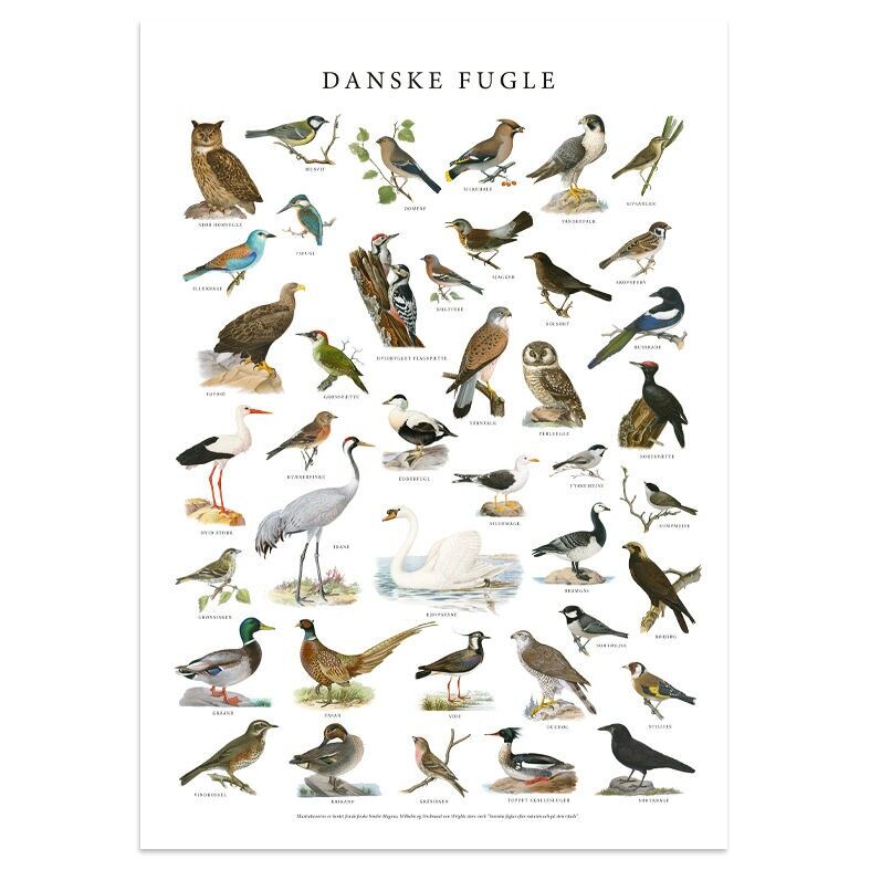 Póster Pájaro 50x70