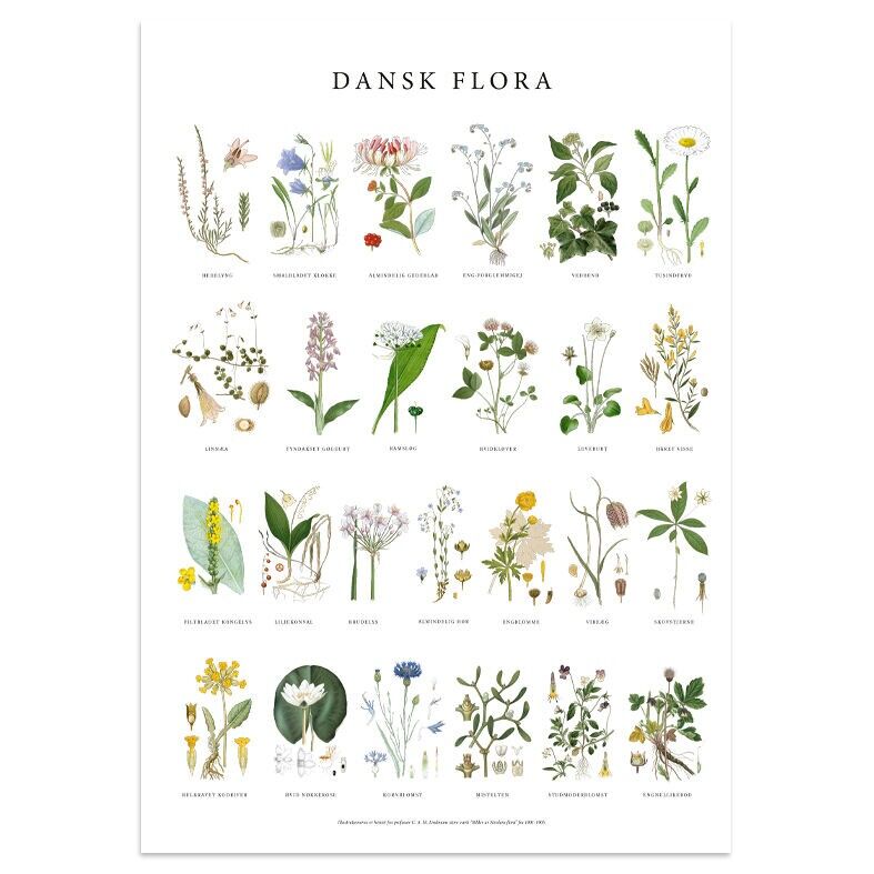 Póster Flora 50x70