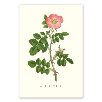 Magnete Æblerose