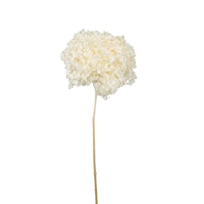 Fleur séchée - Hortensia - Blanc décoloré