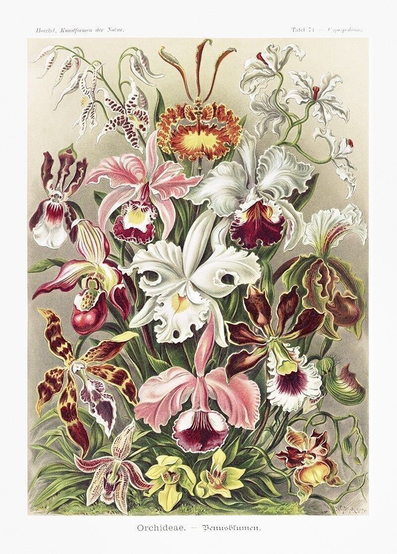 Affiche Enst Haeckel - Orchidées