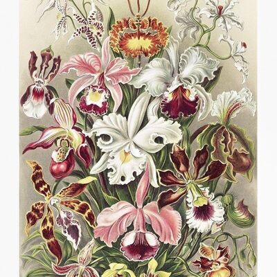 Affiche Enst Haeckel - Orchidées