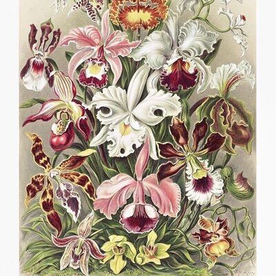 Poster Enst Haeckel - Orchideae