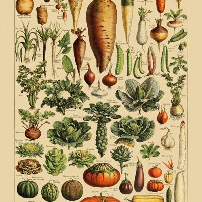 Cartel Vintage Verduras