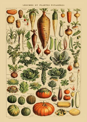Affiche Légumes Vintage 1