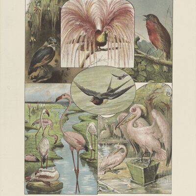 Affiche Imprimés Enfants - Oiseaux Vintage
