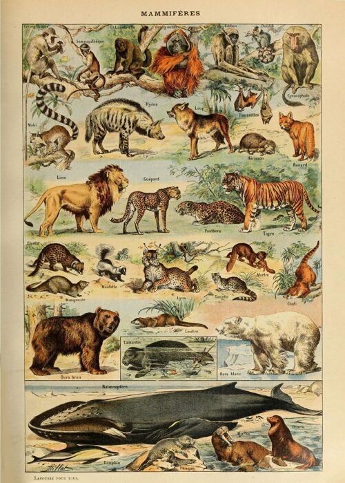 Poster Vintage Dieren - Millot