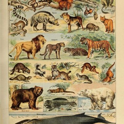 Poster Vintage Animals - Millot
