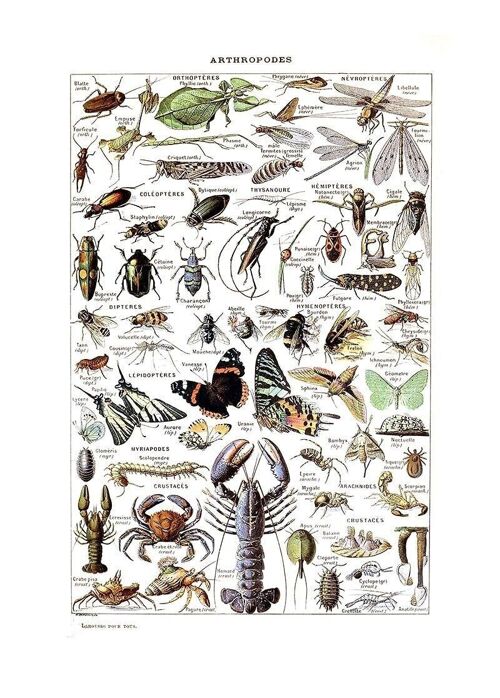 Poster Vintage Arthropodes - Millot