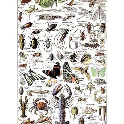 Poster Vintage Arthropodes - Millot